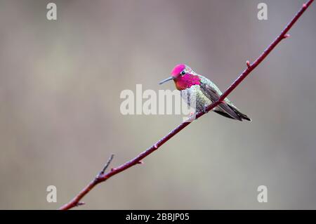 Ein männlicher Anna`s Kolibri (Calypte anna) auf einem Ast. Stockfoto